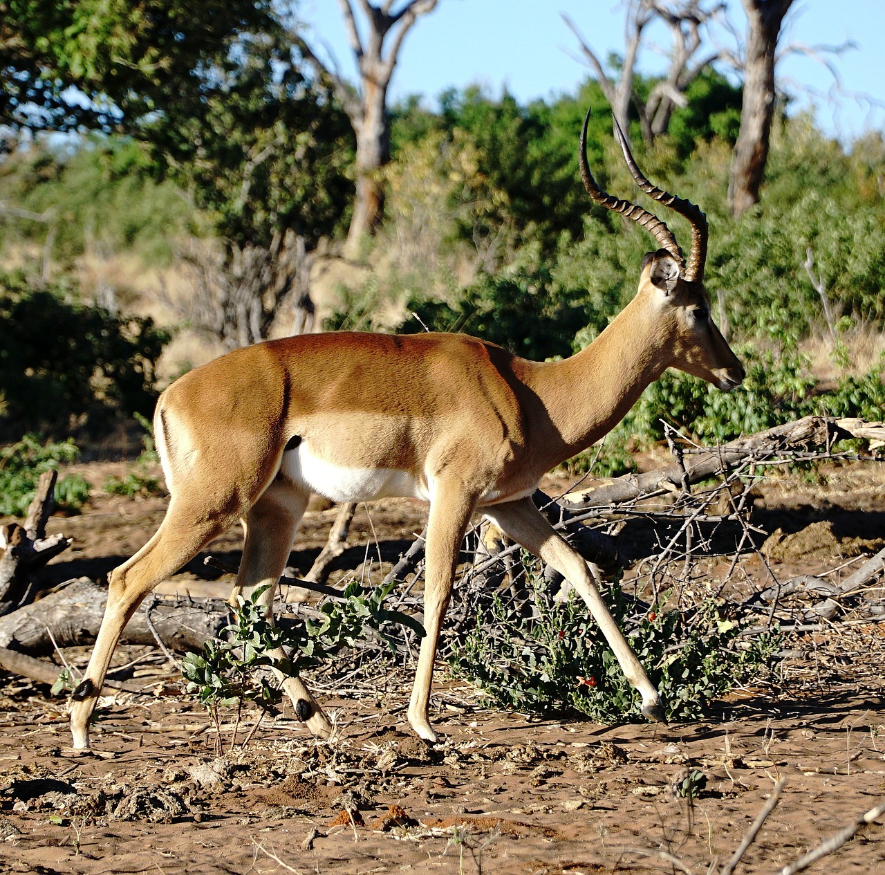 Botswana